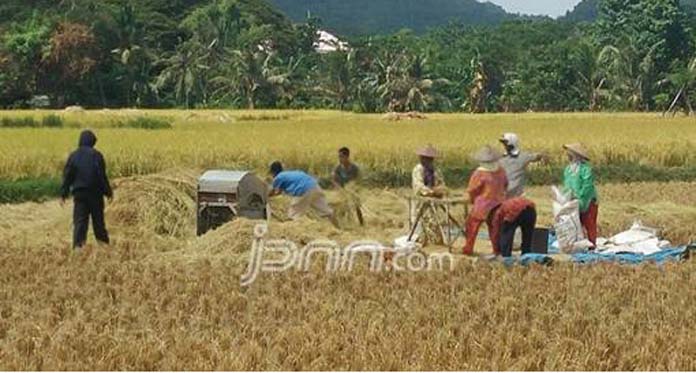 44 Ribu Hektare Sawah di Kabupaten Cirebon Sudah Panen