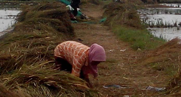 Petani Minta HPP Gabah Dinaikkan, Ini Alasannya