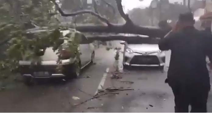 Lihat Video Penampakan Pohon Besar Tumbang Timpa 2 Mobil di Jalan Riau Bandung