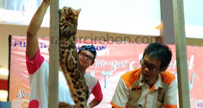 117 Kucing Ikut National Cat Show di Cirebon