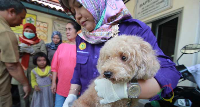 Gawat! Kasus Gigitan Hewan di Kota Cirebon Cukup Tinggi