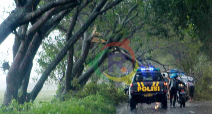 Beberapa Pohon Tumbang Ganggu Arus Lalu Lintas di Jalur Indramayu–Karangampel