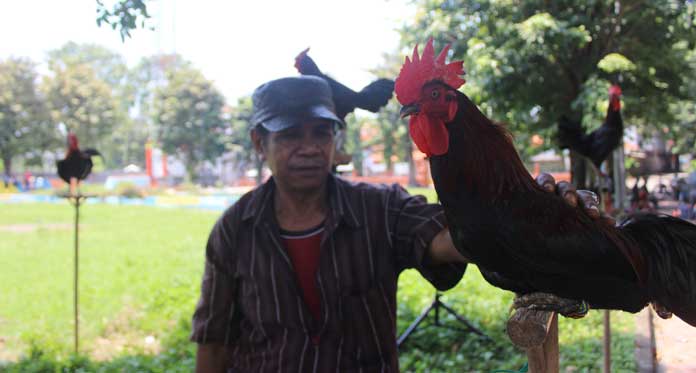 Lihat Ayam Terkekeh Sungguhan di Cirebon, Ada yang Tertawa ala Dangdut