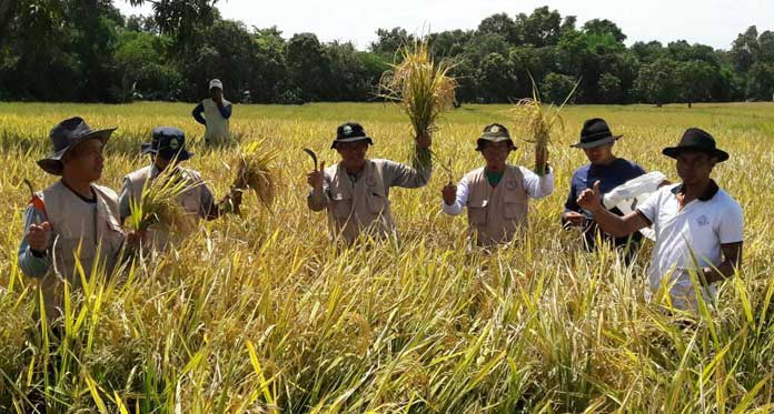 Panen di Indramayu Tembus 9,5 Ton Per Hektare, Harga Gabah Jatuh