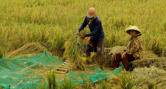 Usai Panen, Petani Diminta Percepat Masa Tanam