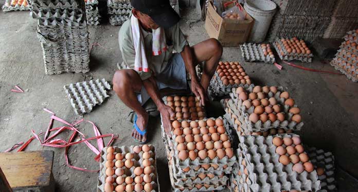 Pakan Ternak Mahal, Harga Telur Melambung