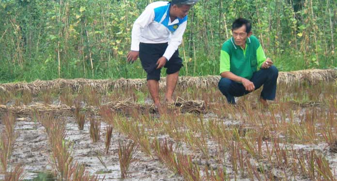 Petani Cirebon Uji Coba Varietas Black Madras, Ini Keunggulannya