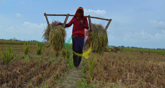 Panen Surplus, Harga Beras Tetap Mahal, Gabah Malah Anjlok, Petani Rugi