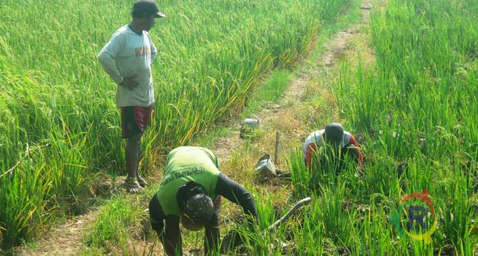 Pola Tanam Berbeda Rugikan Petani Kabupaten Cirebon, Butuh Embung untuk Aliri Sawah