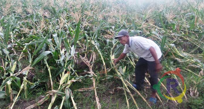 Petani Jagung di Timur Cirebon Merugi Akibat Cuaca Ekstrem