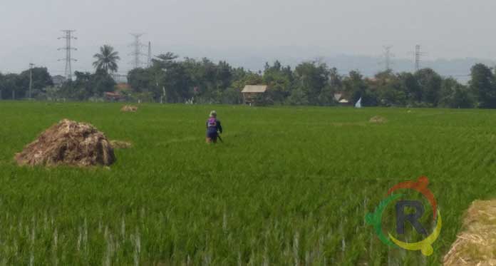 Efek BIJB, Lahan Pertanian di Majalengka Berkurang