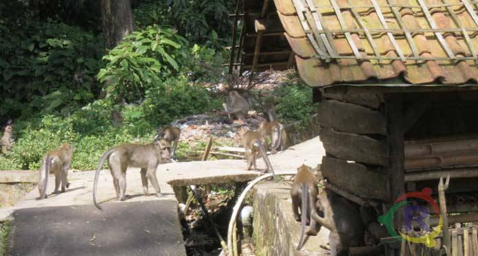 Mitos Warga Bikin Merinding soal Ribuan Monyet Ekor Panjang di Cibeureum