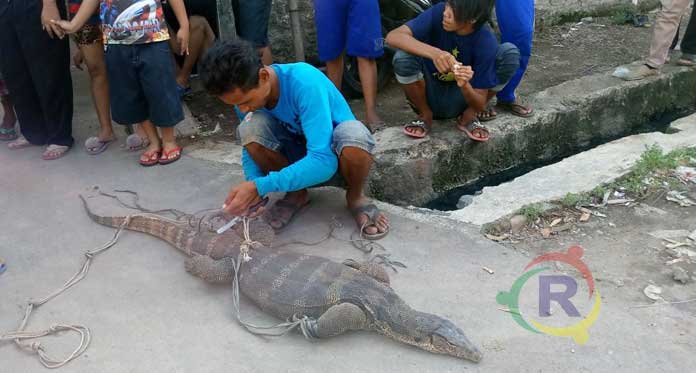 Wow, Warga Pegambiran Tangkap Biawak Raksasa