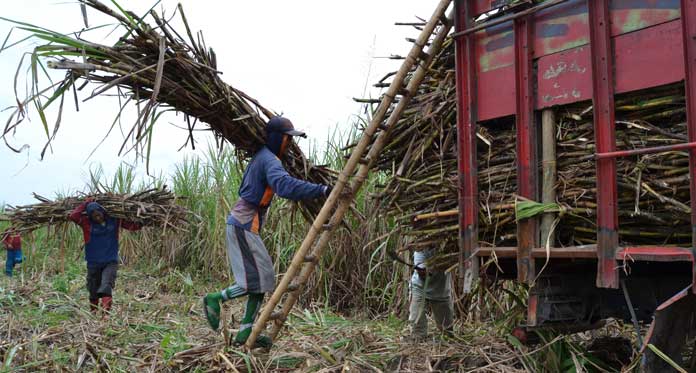 Bulan Depan Giling, Petani Tebu Cirebon Pesimis Capai Target