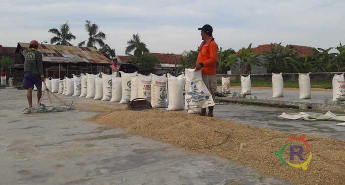 Petani Bahagia Panen Bagus, Kecewa Harga Gabah Anjlok