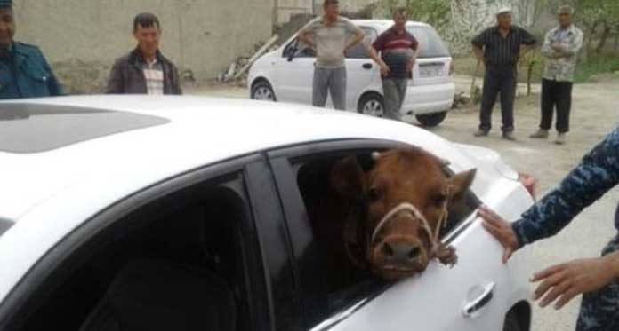 Wow, Anak Sapi Naik Mobil Sedan Mewah Jadi Viral