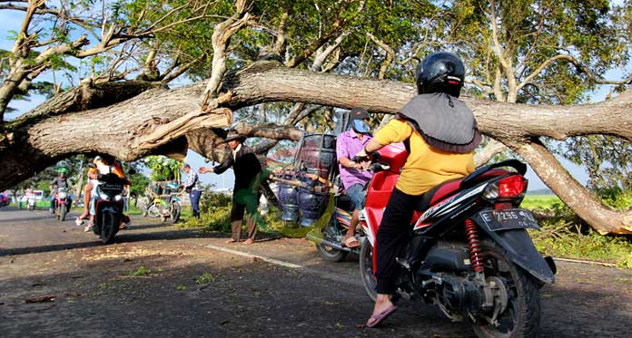 Pohon Besar Tumbang Halangi Jalan Karangampel