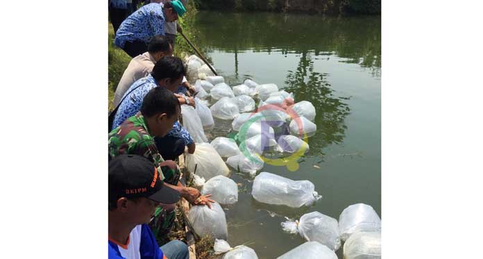 BKIPM Cirebon Tebar Setengah Juta Benih Ikan