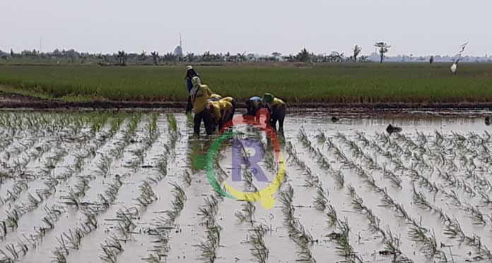 Petani Minta Jaminan Pasokan Air