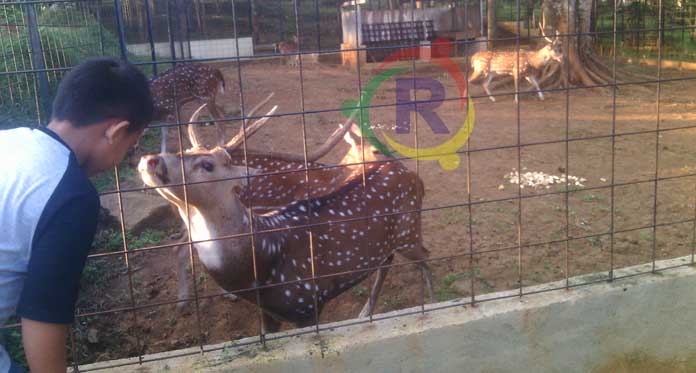 Yuk, Ngabuburit Bareng Rusa Tutul di Gedung Perundingan Linggarjati