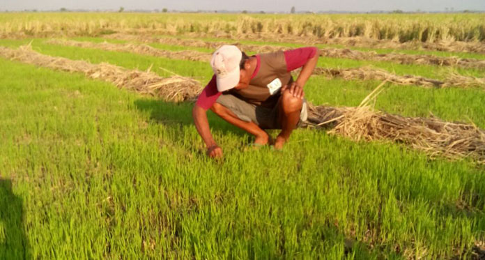 Ribuan Hektare Lahan Sawah di Indramayu Terancam Nganggur