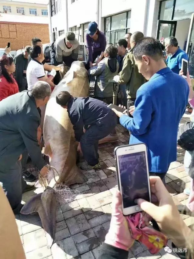 Wow, Inilah Telur Ikan Paling Langka di Dunia, Hanya Ada Disini