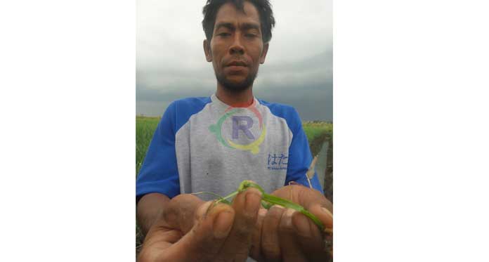 Petani Bawang di Kabupaten Cirebon Diteror Ulat Grayak