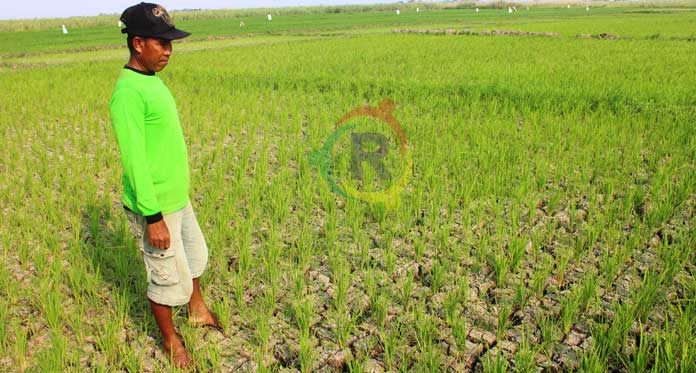 Kekeringan Mulai Teror Kabupaten Cirebon