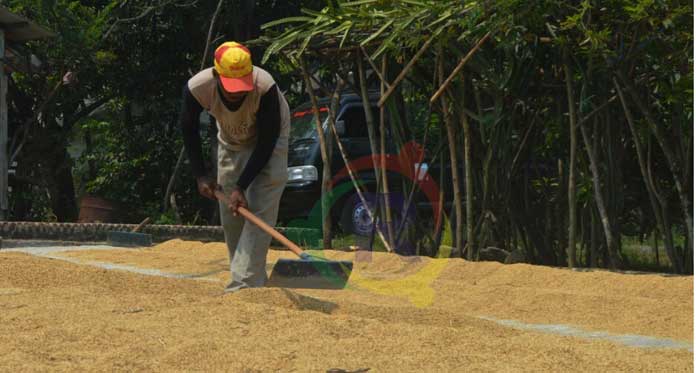 Waduh, Petani Indramayu Kesulitan Jual Hasil Panen