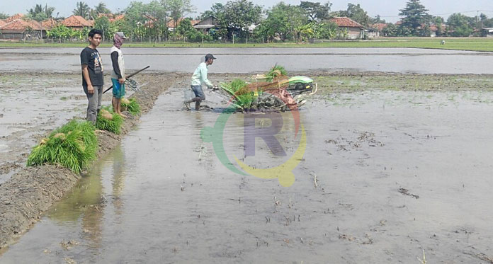 Alsintan Ancam Keberadaan Buruh Tani