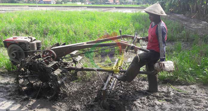 Sawah Diguyur Hujan, Petani di Plumbon Senang