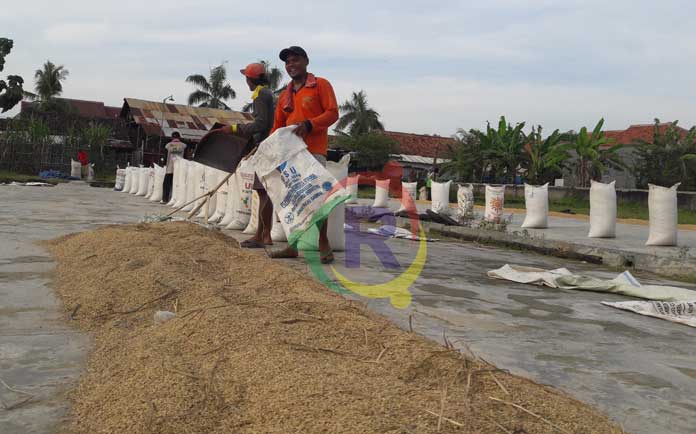 Awas Ancaman Krisis Pangan, Pemerintah Pusat Cabut  Subsidi Benih Padi