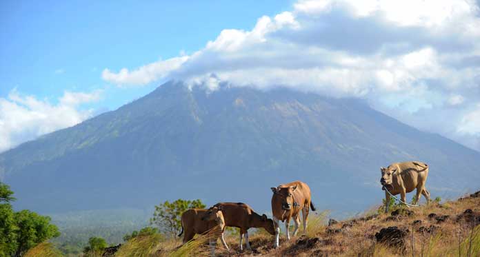 Siaga Letusan Gunung Agung, Bandara Ditutup 12 Jam