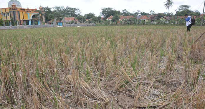 Kekeringan Cemaskan Petani, Ini Saran HKTI