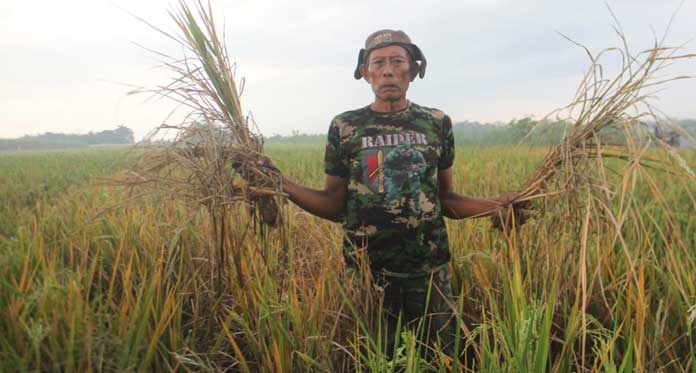 Diserang Wereng, 6 Hektare Sawah Terancam Gagal Panen