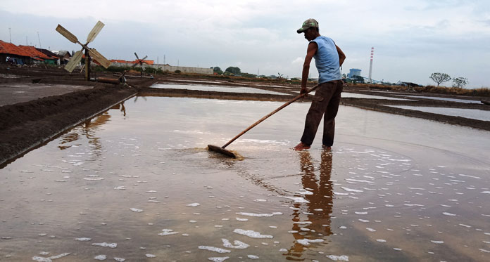 Petani Garam Kelimpungan Masih Ada Hujan