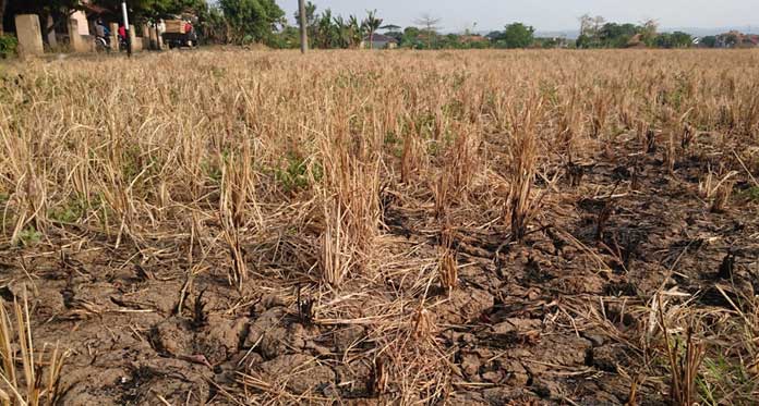 Kekeringan, Tidak Semua Pertanian di Cirebon Barat Teraliri Jatigede