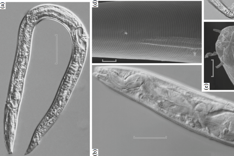 Ilmuwan Hidupkan Kembali Cacing Berumur 42.000 Tahun