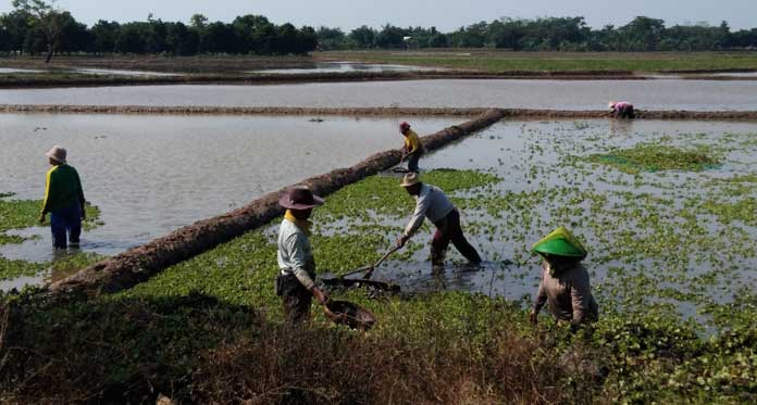 Cegah Kekeringan, Petani Pantura Mulai Garap Lahan