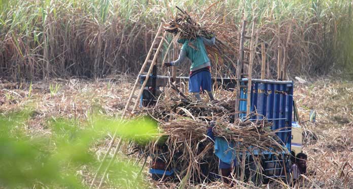 Waduh, Harga Gula Anjlok, Petani Merugi