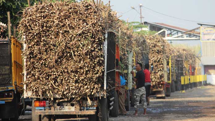 Terlalu Murah, Petani Gula Tolak Tawaran Harga Investor