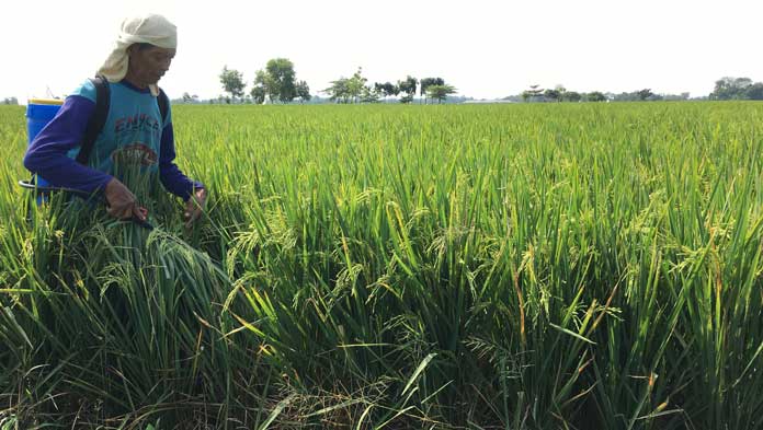 Sudah Kekeringan, Sawah Malah Diserang Wereng