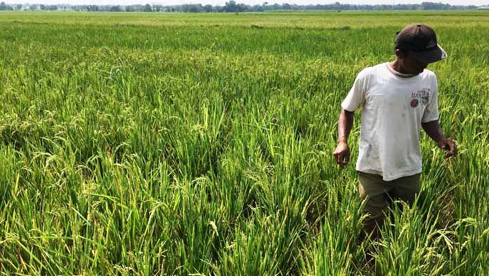 Petani di Wilayah Utara Cirebon Berharap Air dari Waduk Jatigede