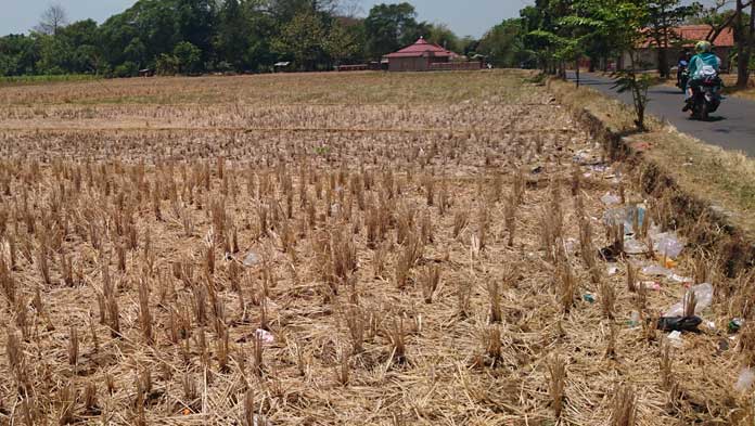 Waspada! Kekeringan Pindah ke Wilayah Timur Kabupaten Cirebon