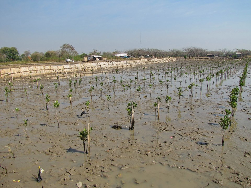 Apa Kabar Kawasan Mangrove Kota Cirebon?