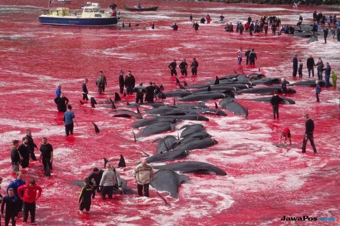 Laut Kepulauan Faroe Mendadak Merah, Kenapa?