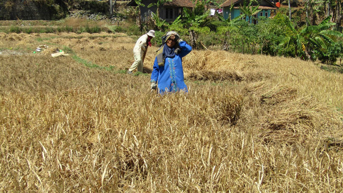 Sawah Gagal Panen, Petani Malausma Merana