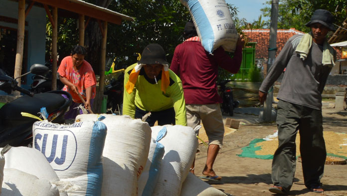 Kekeringan Dorong Kenaikan Harga Gabah