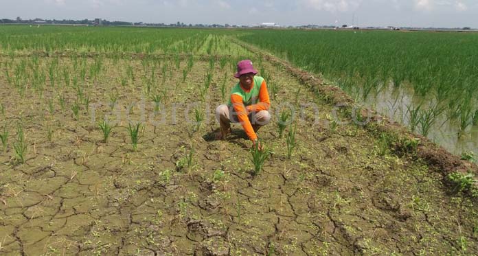 Saluran Irigasi Bendung Rentang Majalengka Belum Cukup, Ribuan Hektare Sawah Indramayu Terancam Kekeringan