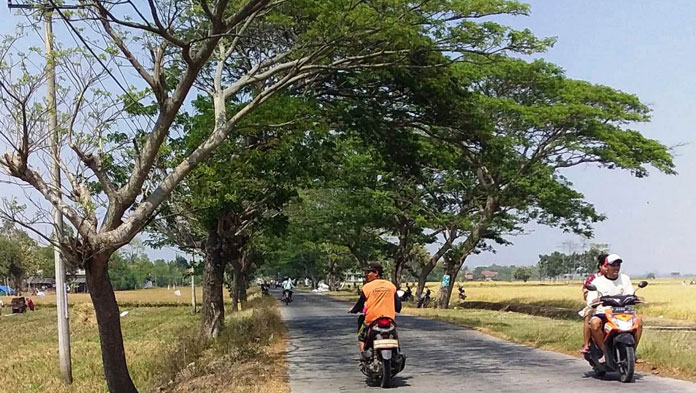 Was-Was Tumbang, Warga Minta Dinas PUPR Tebang Pohon